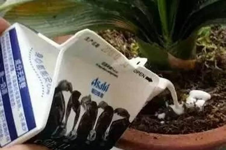 过期的酸奶可以浇花吗浇什么花