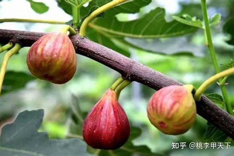 芹菜什么时候用钙肥 怎么使用效果好