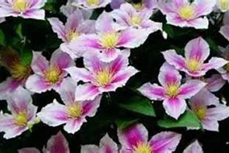 铁线莲发芽后怎样施肥