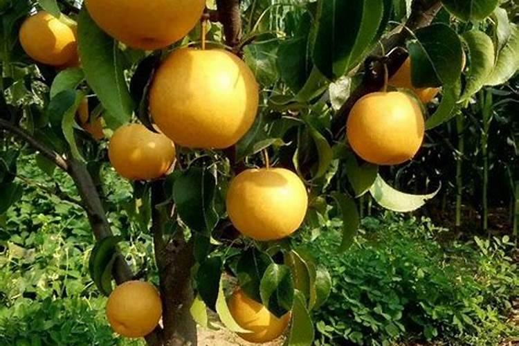 黄冠梨什么时间施肥 黄冠梨的施肥方法