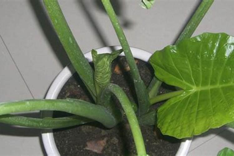 滴水观音如何施肥浇水