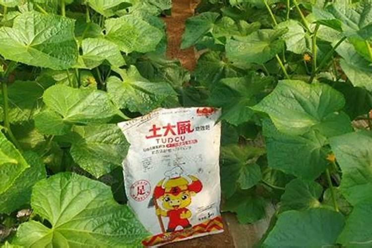 黄瓜定植后水肥管理,该怎么管理呢？