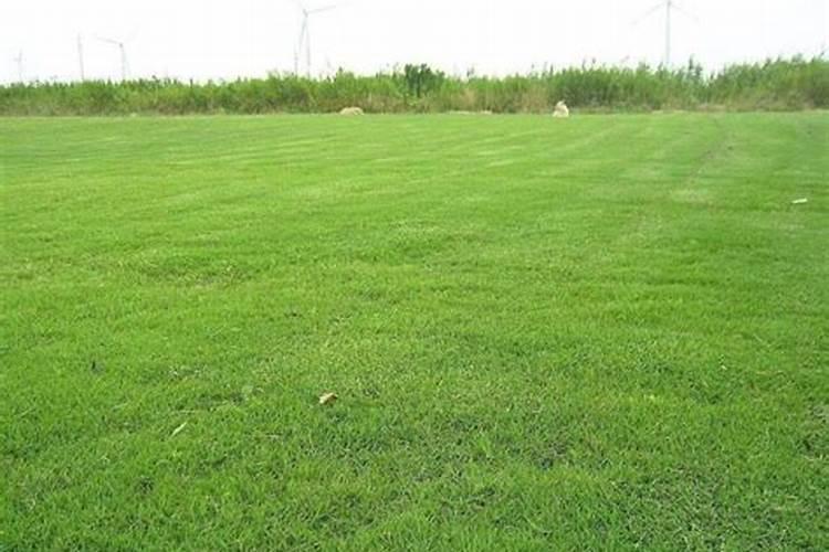 草坪怎么用有机肥