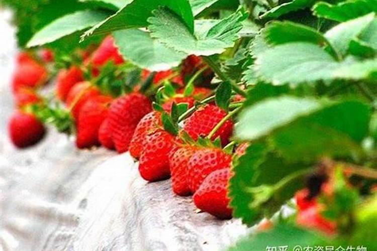 草莓什么时候冲高钾肥？草莓用什么水溶肥？