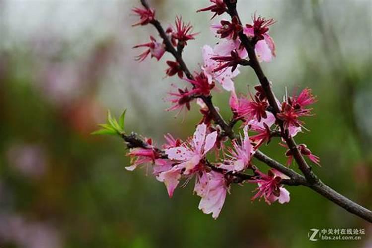 桃花什么时候施肥,桃花盆栽施肥方法