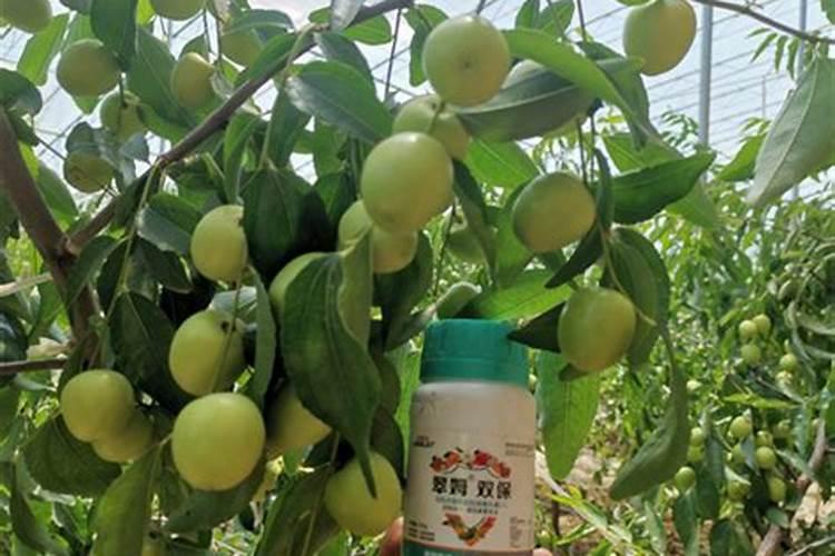 生土可栽山芋吗