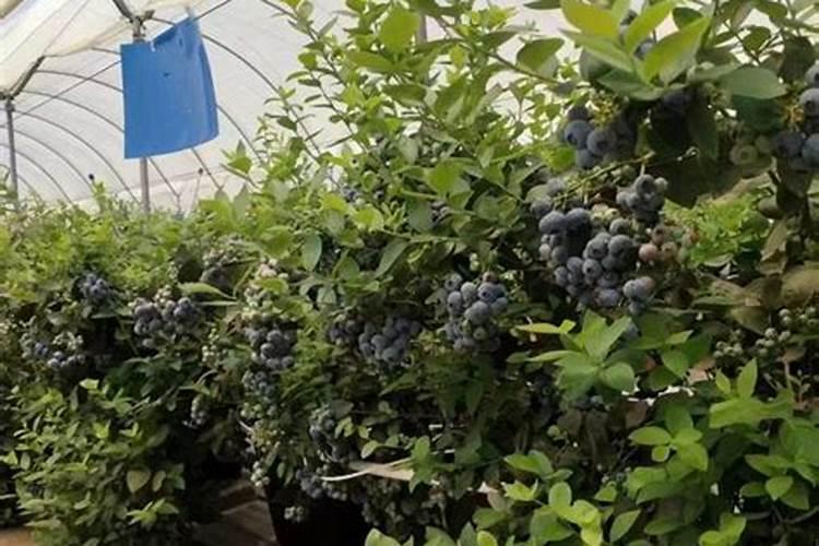 蓝莓8月份最佳施肥期