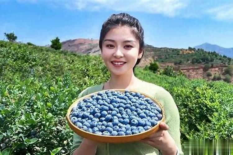 蓝莓用什么肥料最合适怎样给蓝莓施肥