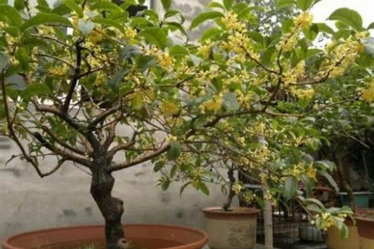 四季桂花施什么肥