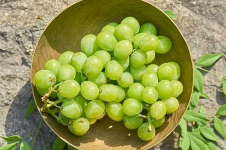 阳光玫瑰小苗硼种毒怎么办