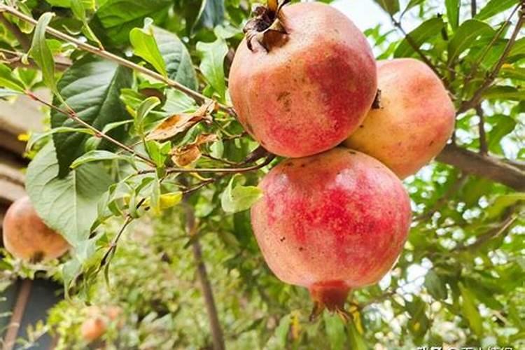 朵水源小薇水精华喷雾好用吗？