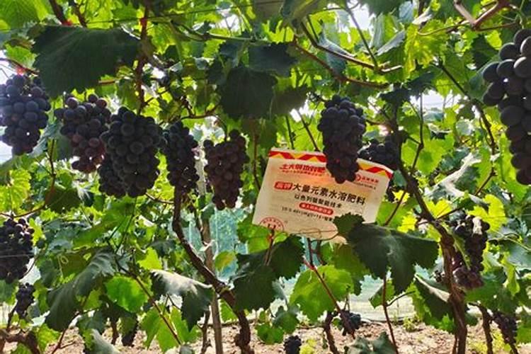 如何给三角梅在春天修剪和施肥？