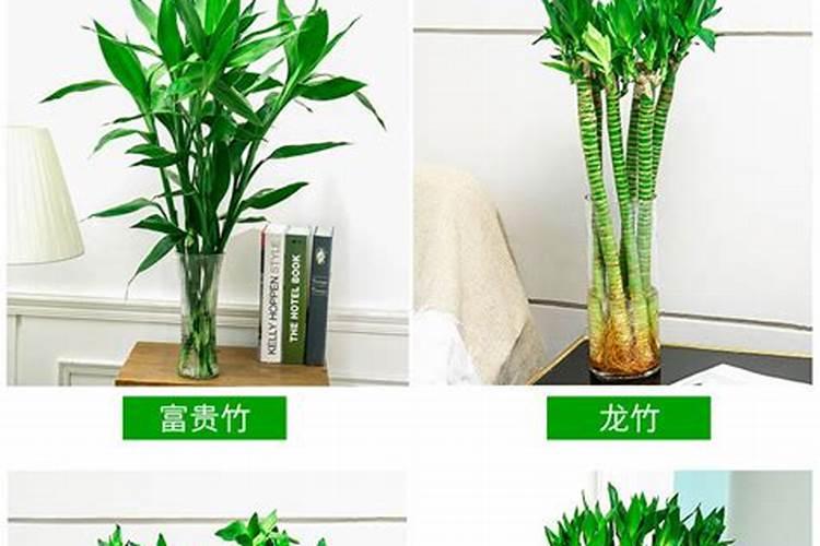 怎么才能种出好的高产玉米？