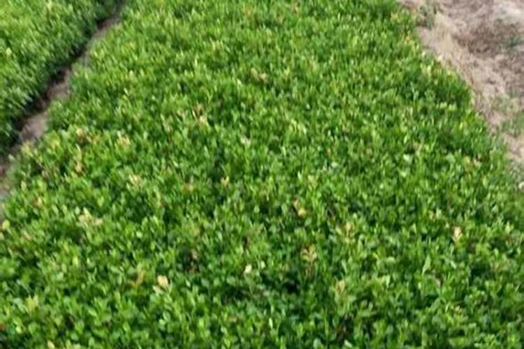 黄杨用什么肥料最好