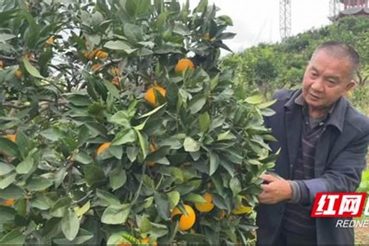 说说夏橙一年的管理吧