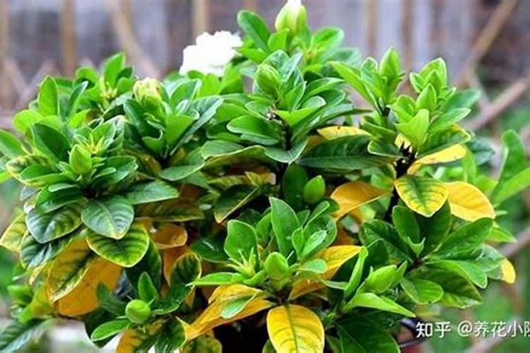 丙戊酸钠的成分是什么