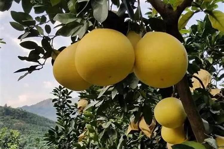 高锰酸钾与噻唑鳞能渗吗浇地