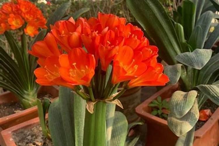 小葱不能施什么肥料