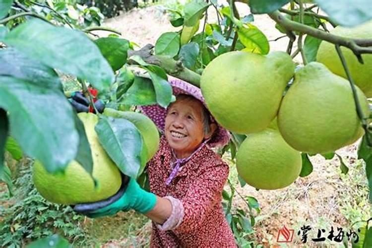 牧草一亩能收多少斤