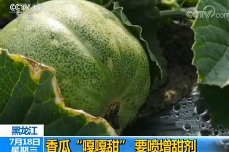 香瓜膨果期保产增收的施肥建议这样做