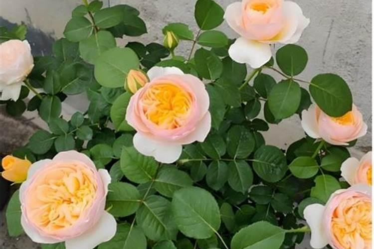 地栽月季怎么施肥