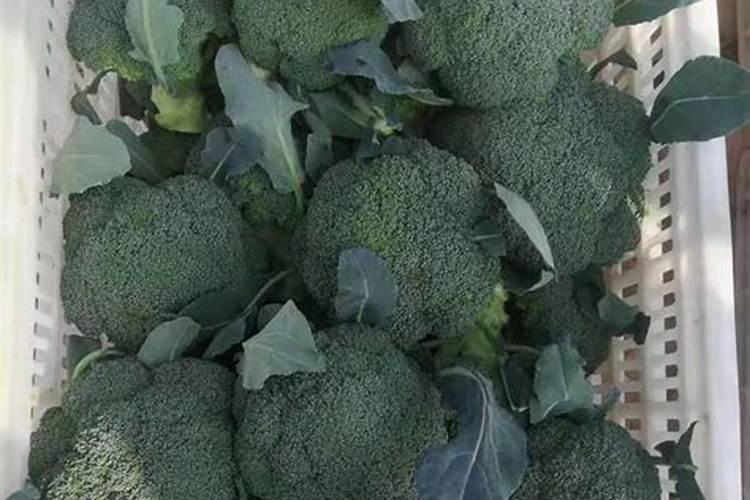 一亩地西兰花要施多少硼肥