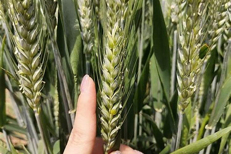 全氮的检测方法