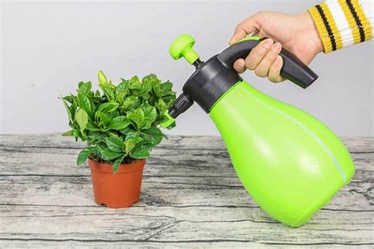 杜鹃花施什么肥