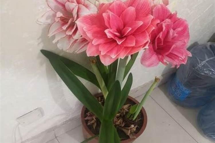 桃子增产用哪个叶面肥？桃子用什么叶面肥比较好？桃子喷施金泰靓...