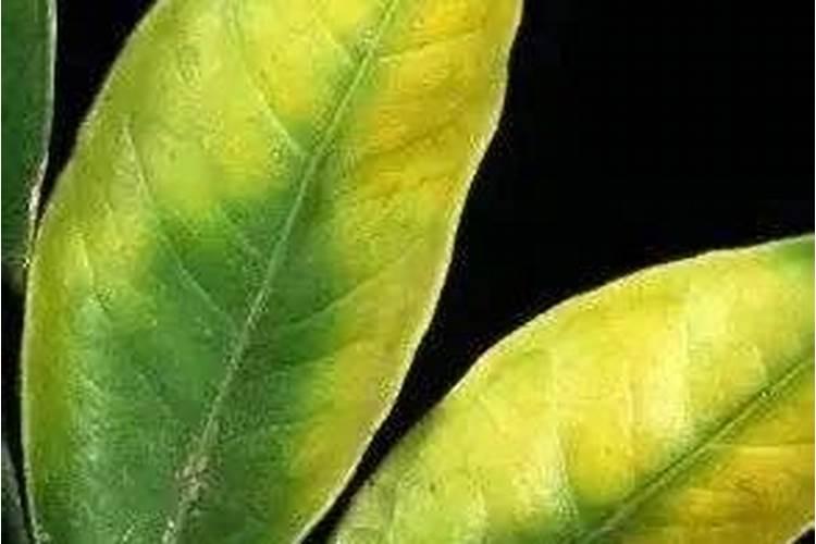 叶片发黄是缺什么肥料