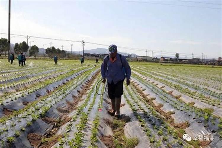 阳台蔬菜施肥方法是怎么样？应该注意什么