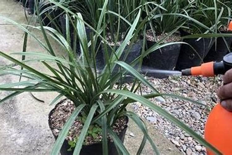 家粪怎么变成水溶肥？