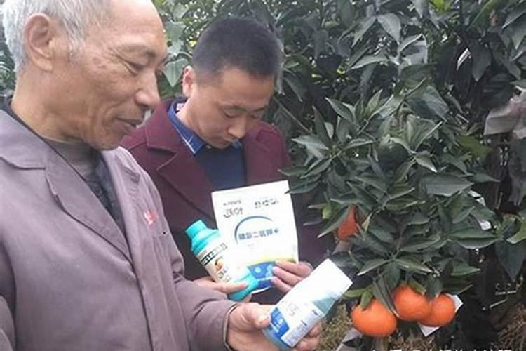 2026主推玉米品种