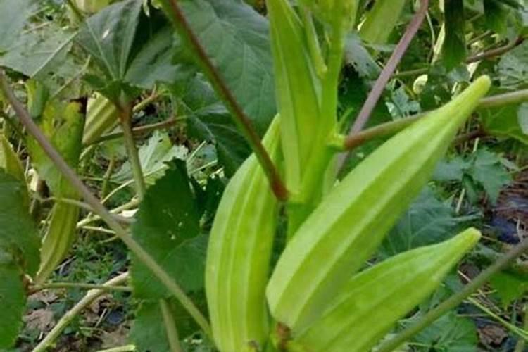 秋葵用什么肥料追肥最好