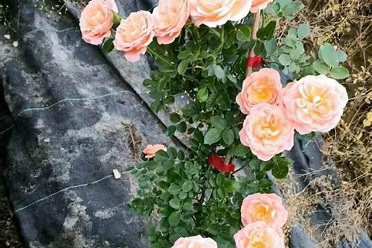 龙眼什么时候施肥 龙眼什么时间施肥好