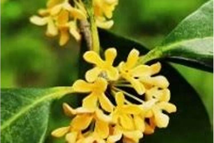 桂花树如何施肥