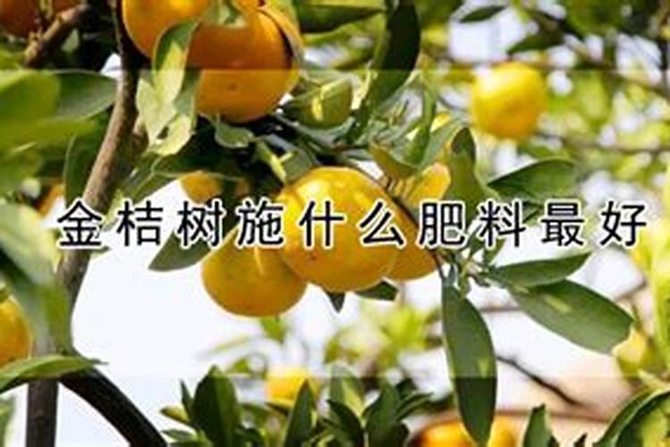 金桔树施什么肥料最好