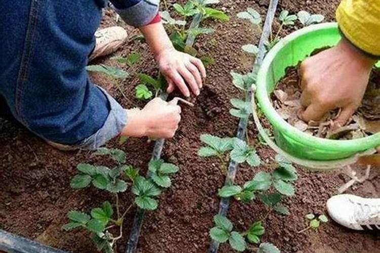 怎么用枯饼肥养花种菜