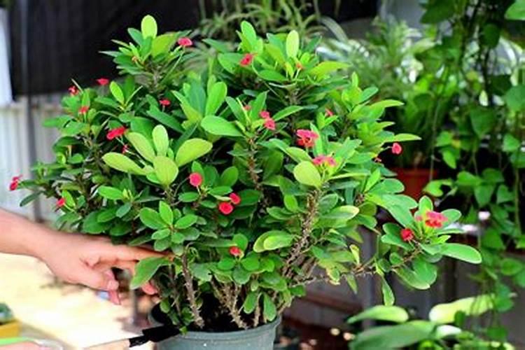 虎刺梅如何使用控光方法进行催花