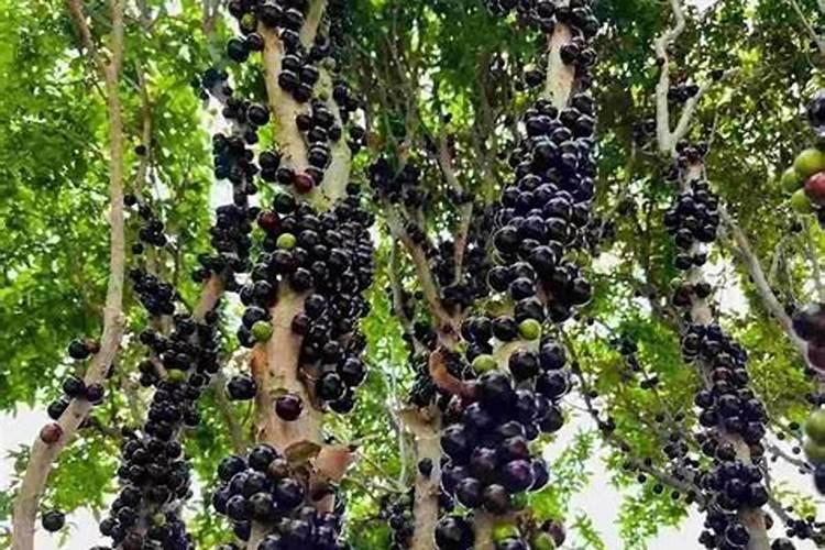 嘉宝果有哪些种植方法？在家种嘉宝果,不结果的原因是什么？