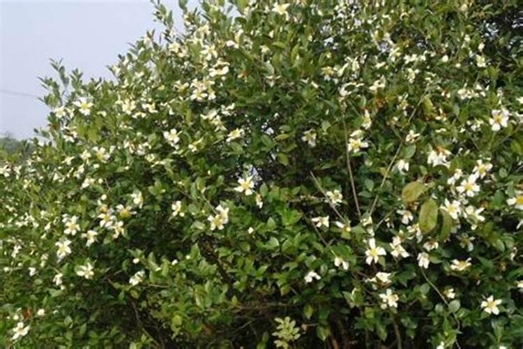 油茶树底肥放什么肥好(底肥施用方法)