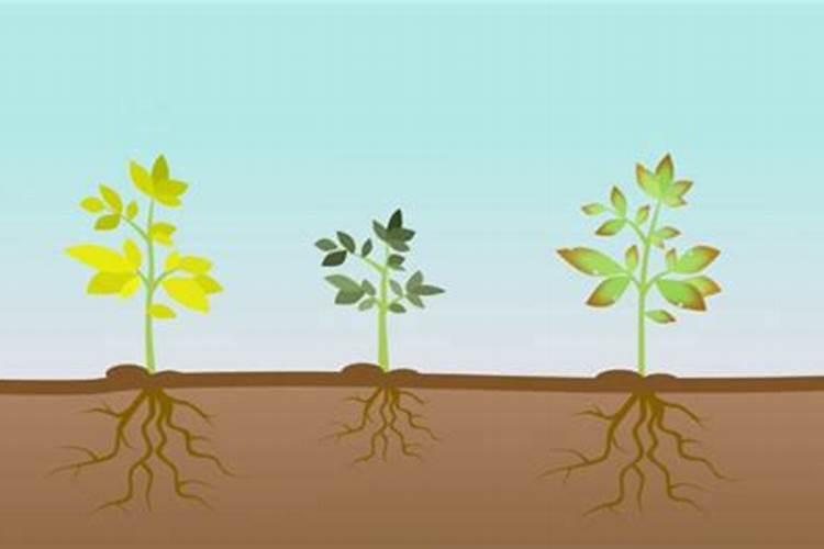 心之月多肉怎么养才又肥又胖