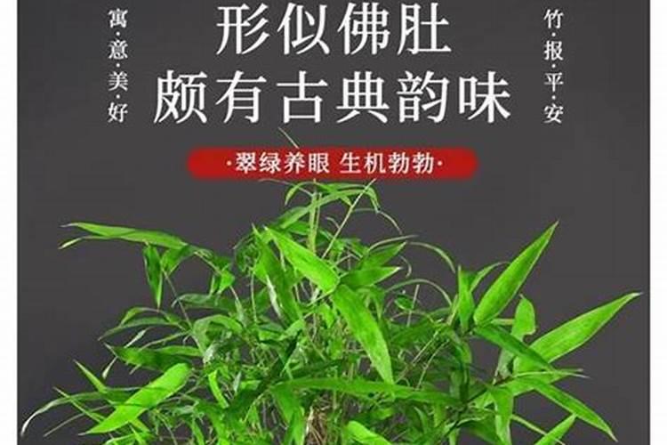 佛肚竹怎么施肥