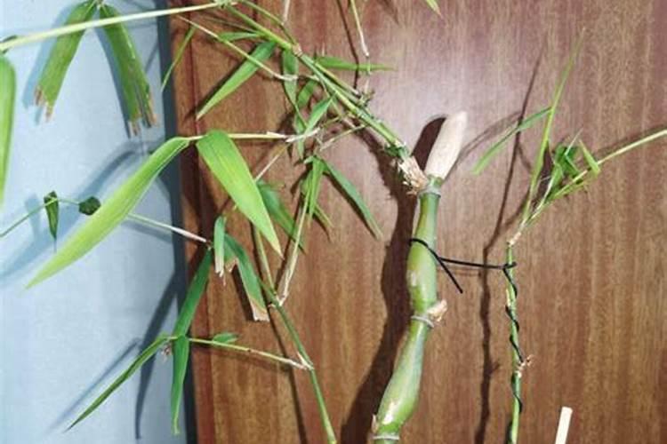 佛肚竹用什么肥效果好