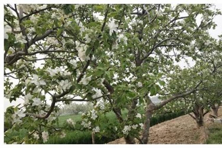 苹果树喷什么叶面肥好