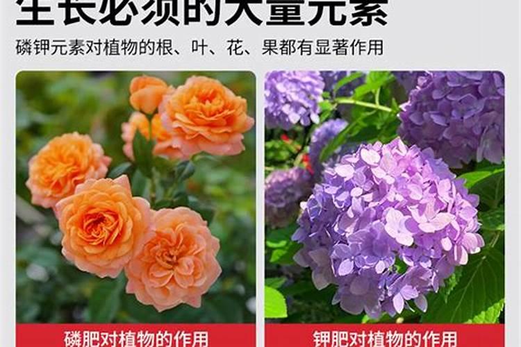 八月份果树需要做哪些管理