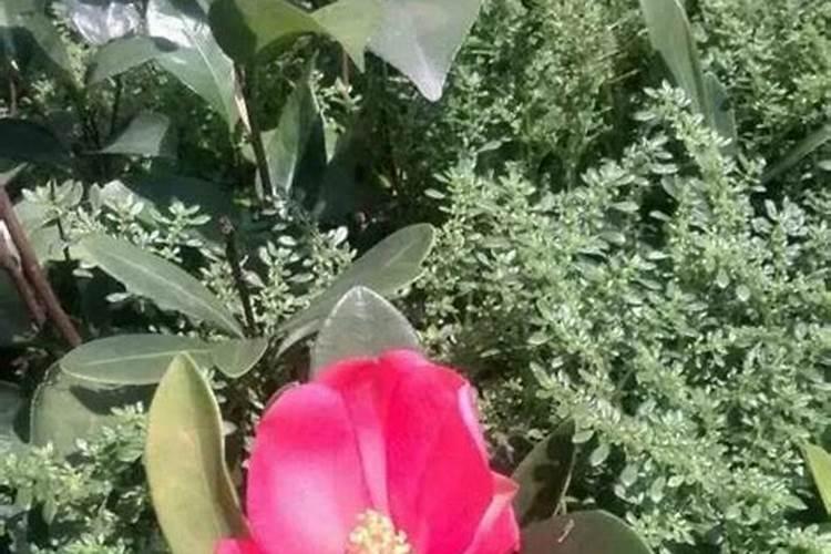 冬瓜施什么肥最好