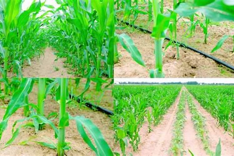 玉米地滴灌能冲尿素吗