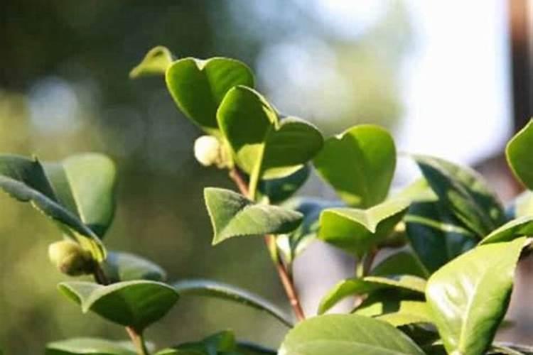 刚栽的茶叶啥时候可以施肥