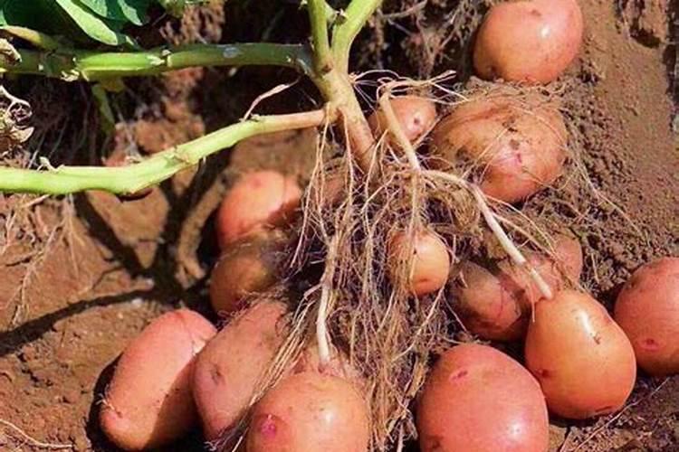 土豆叶面肥在什么时候喷